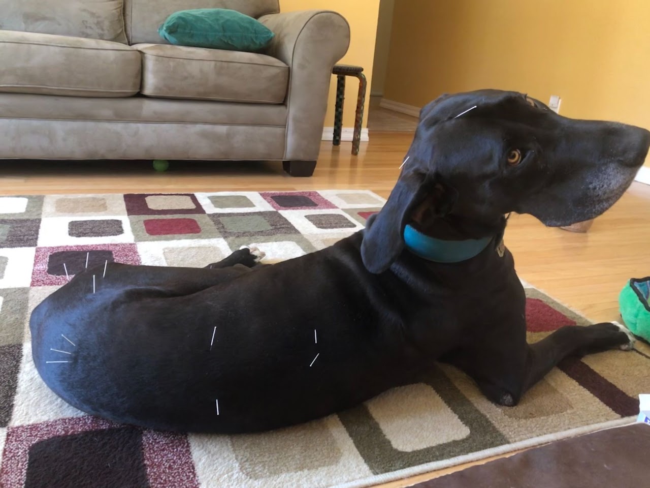acupuncture-south-davis-veterinary-center
